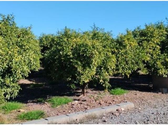 SUELO RUSTICO EN LA VALL DUIXÓ