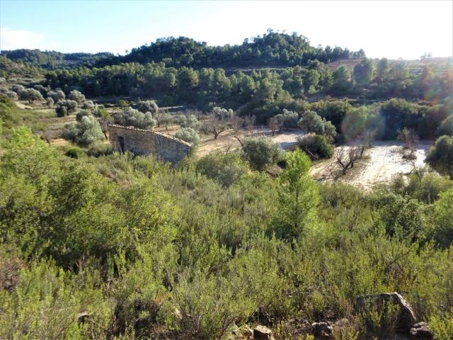 Suelo rústico en Venta en Maella Zaragoza