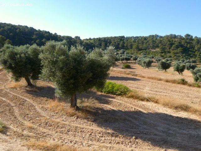 Suelo rústico en Venta en Mazaleon Teruel