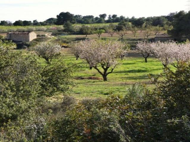 Suelo rústico en Venta en Mequinenza Zaragoza