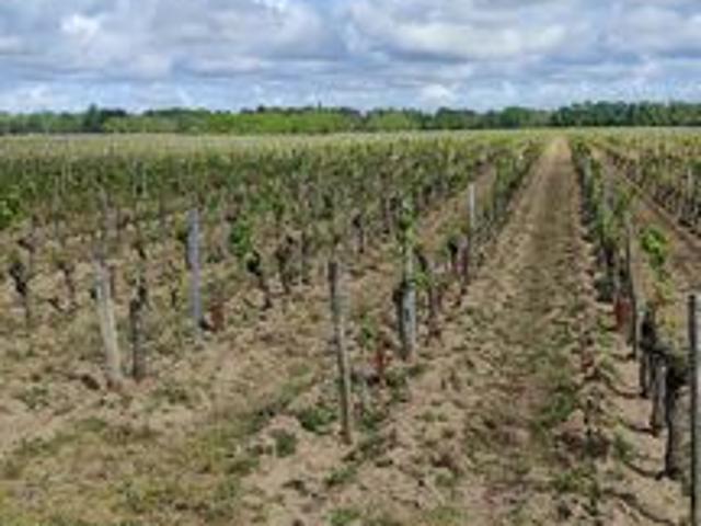 Superbes parcelles avec vignes entretenues et terres agricoles
