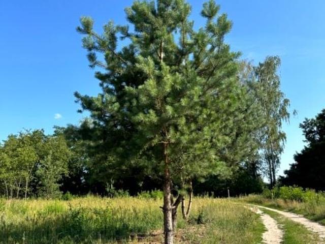 Szkolna 2 834 m², Żółwin
